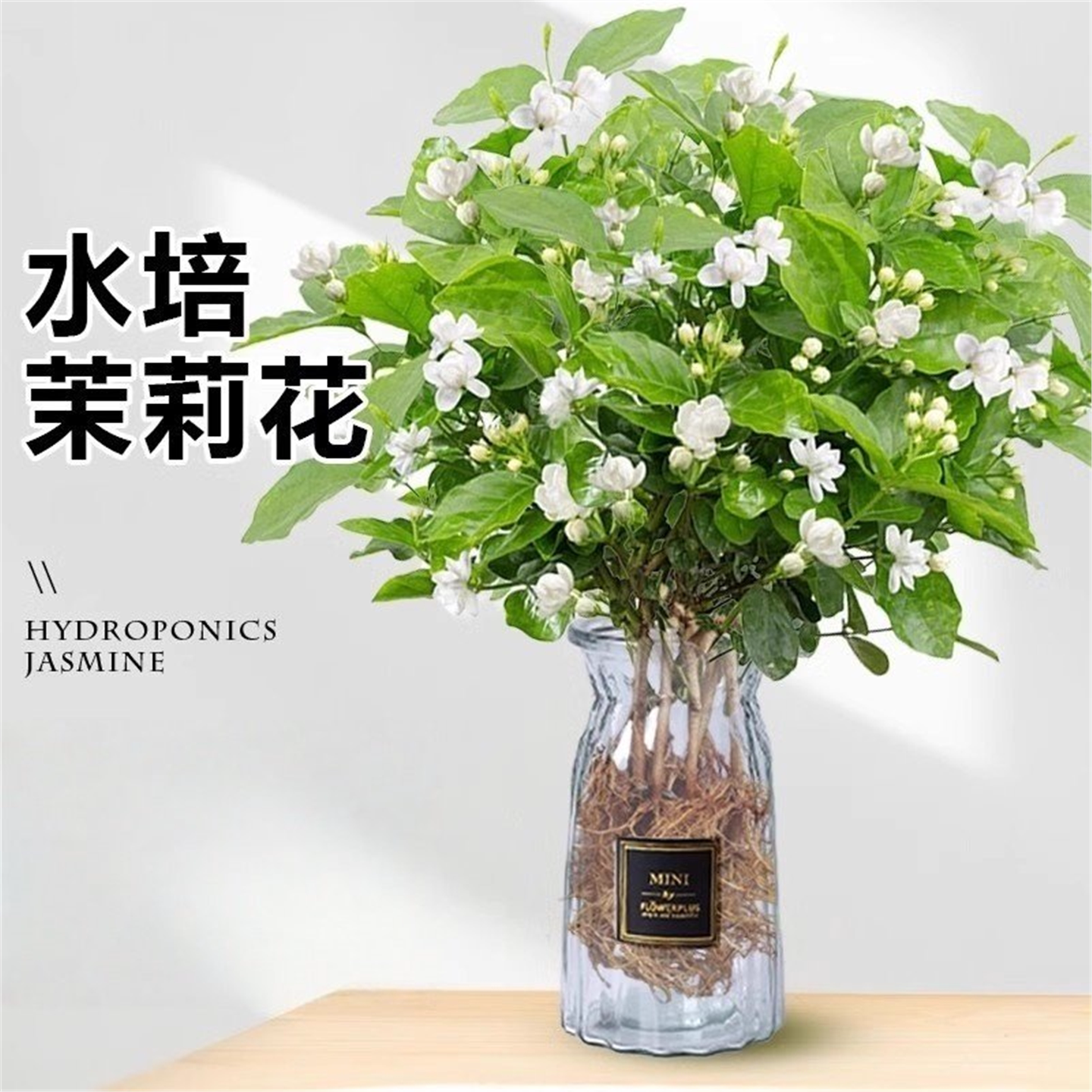 茉莉花水培植物盆栽办公室内桌面好养适合懒人养的花卉绿植九里香