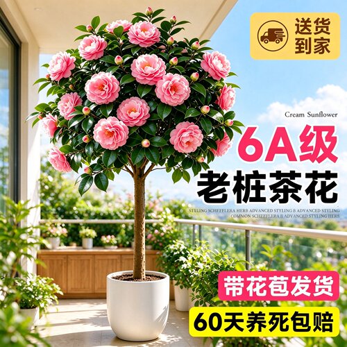 香妃山茶花树苗盆栽四季开花