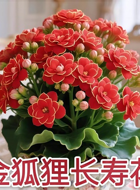 稀有长寿花金狐狸盆栽大花重瓣四季好养花植物带花苞室内花卉绿植