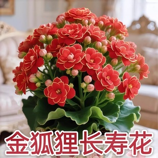 稀有长寿花金狐狸盆栽大花重瓣四季 好养花植物带花苞室内花卉绿植
