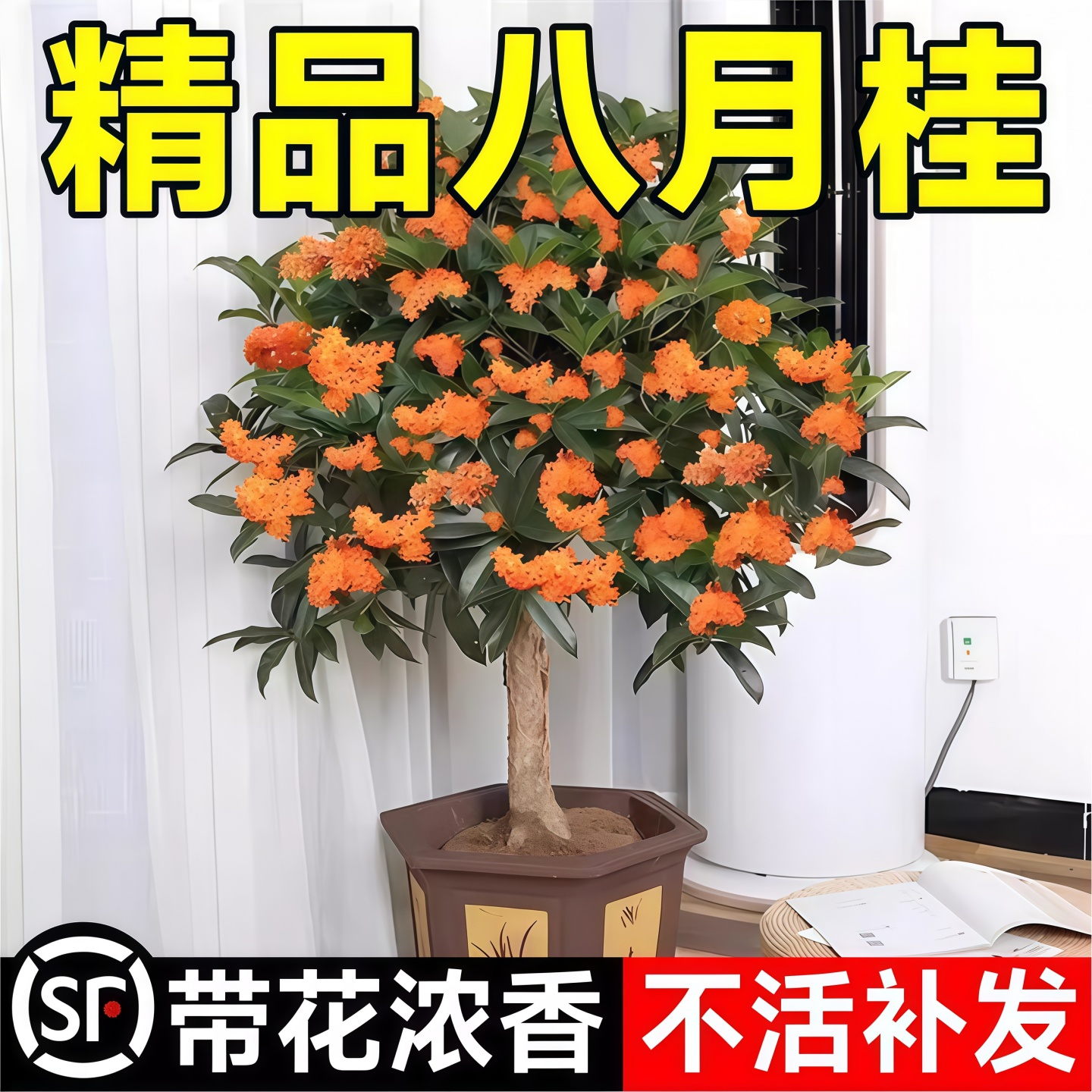 八月桂花树苗四季桂室内阳台盆栽金桂花苗室外庭院浓香型花卉绿植