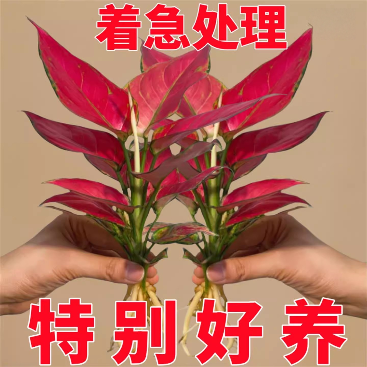 吉利红盆栽如意皇后室内客厅花卉