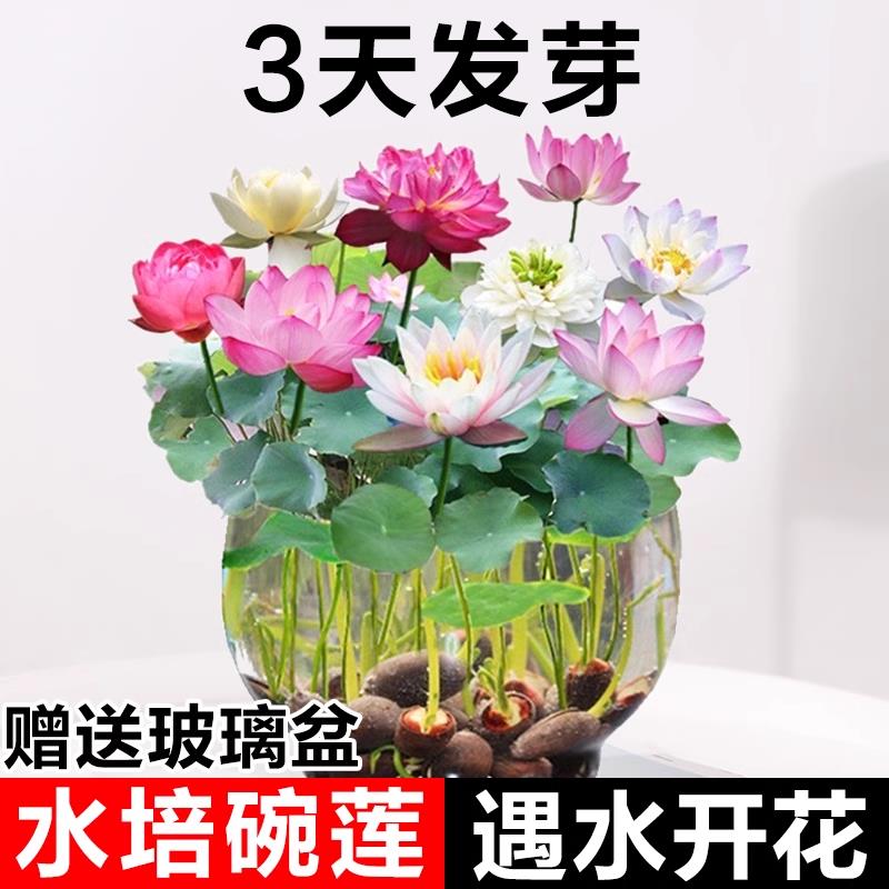碗莲水培植物客厅室内好养