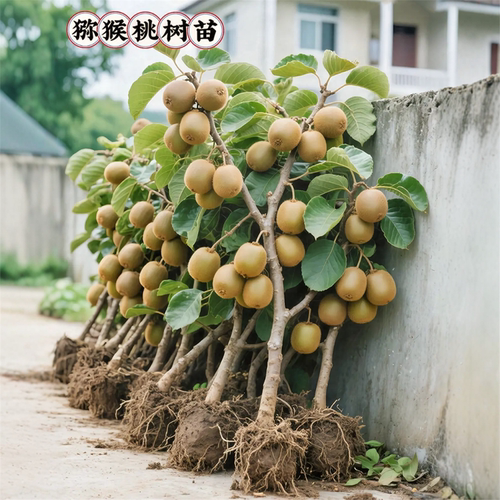 猕猴桃树果苗红心软枣猕猴桃苗