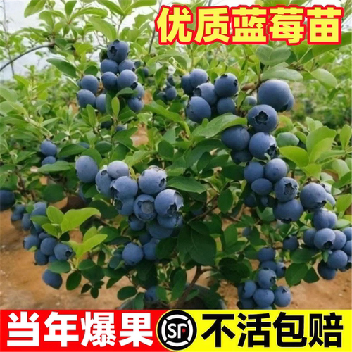 蓝莓树果苗带土带叶蓝莓苗盆栽