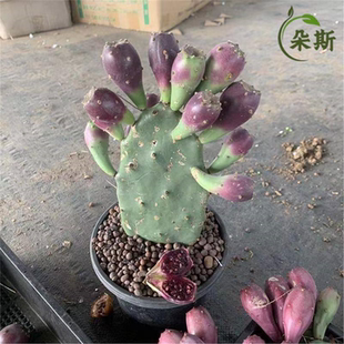 食用结果仙人掌宝塔黄大刺米邦塔仙人掌火龙果红花仙人掌大果树苗