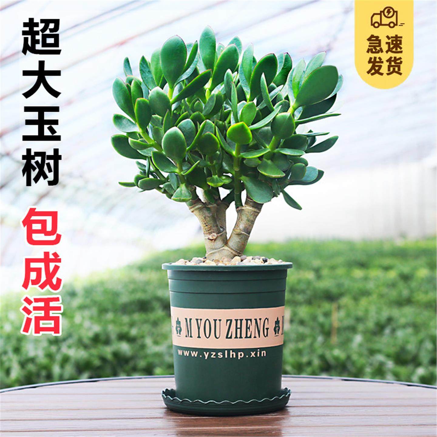 玉树老桩大株盆栽多肉植物室内四季好养绿植净化空气四季常绿盆栽,鲜花速递/花卉仿真/绿植园艺,多肉植物,淘宝优惠券,粉丝福利购,淘宝优惠卷