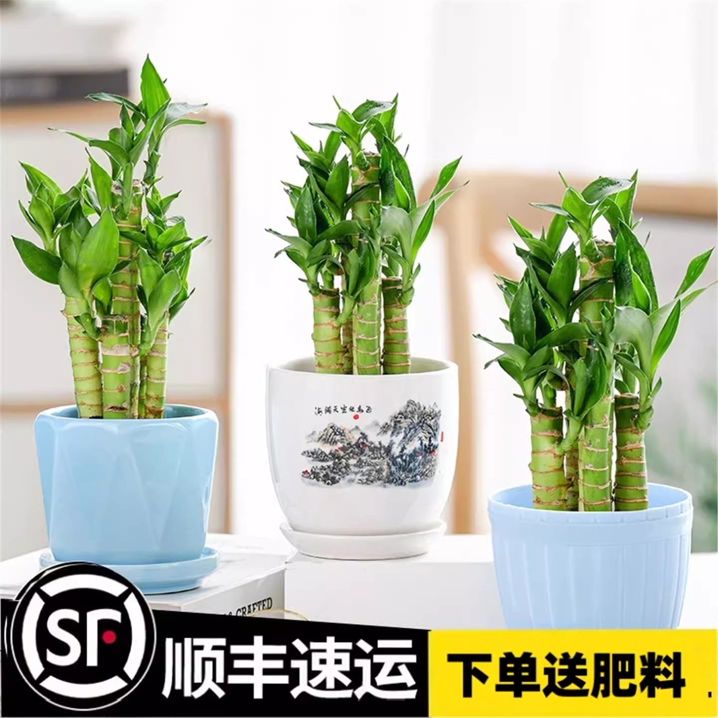 富贵竹水培植物养文昌粗杆