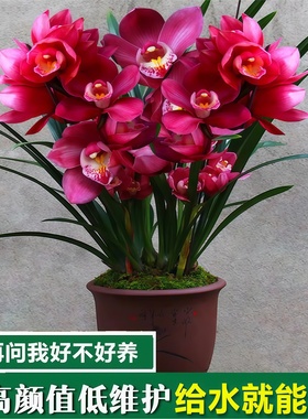 镜花兰园兰花苗大将军高档花蕙兰浓香兰草室内花盆栽好养花卉绿植