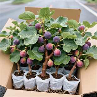 无花果树苗带叶发货青皮四季种植盆栽室内庭院阳台好养波姬红枝条