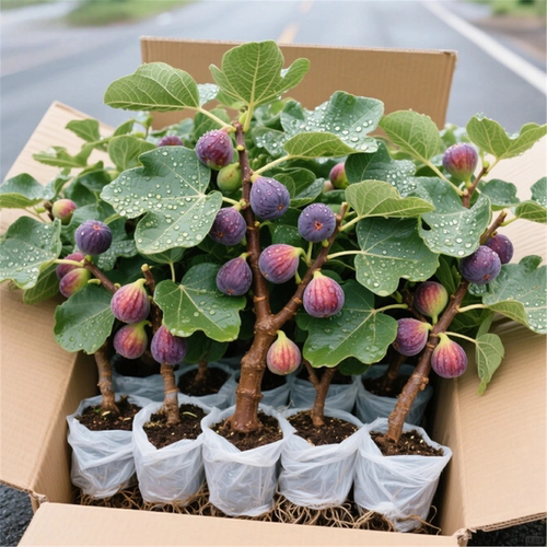 无花果树苗带叶发货青皮四季种植