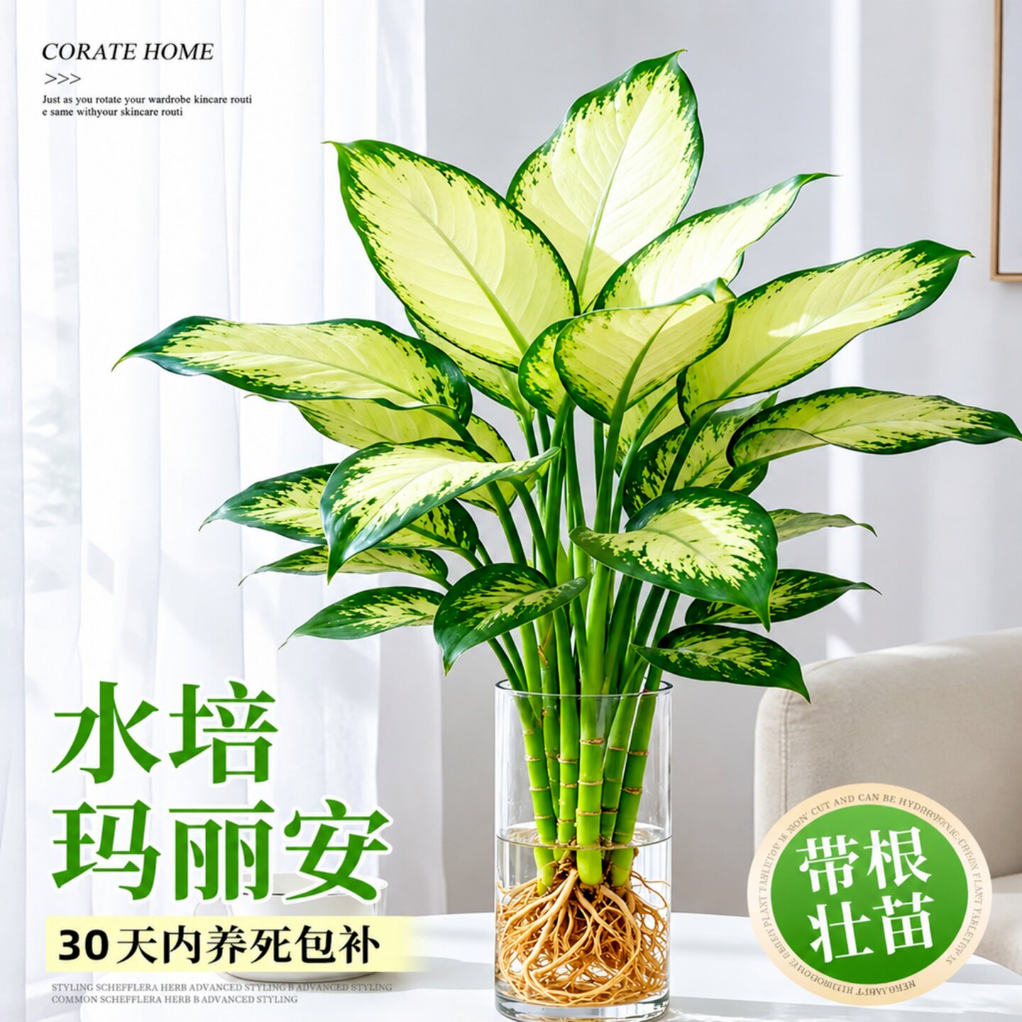 玛丽安粉黛万年青盆栽桌面好养水培花卉办公室绿植发财黄金银皇后