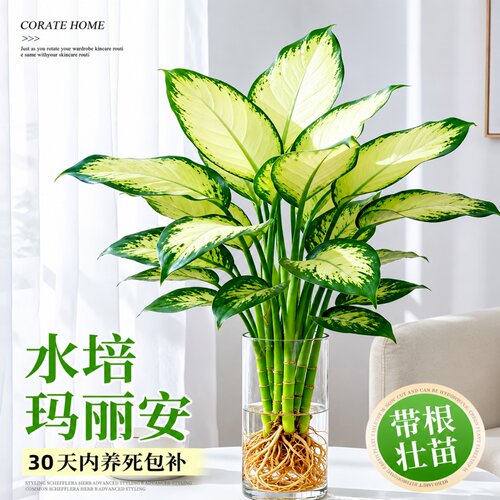 玛丽安粉黛万年青桌面水培盆栽