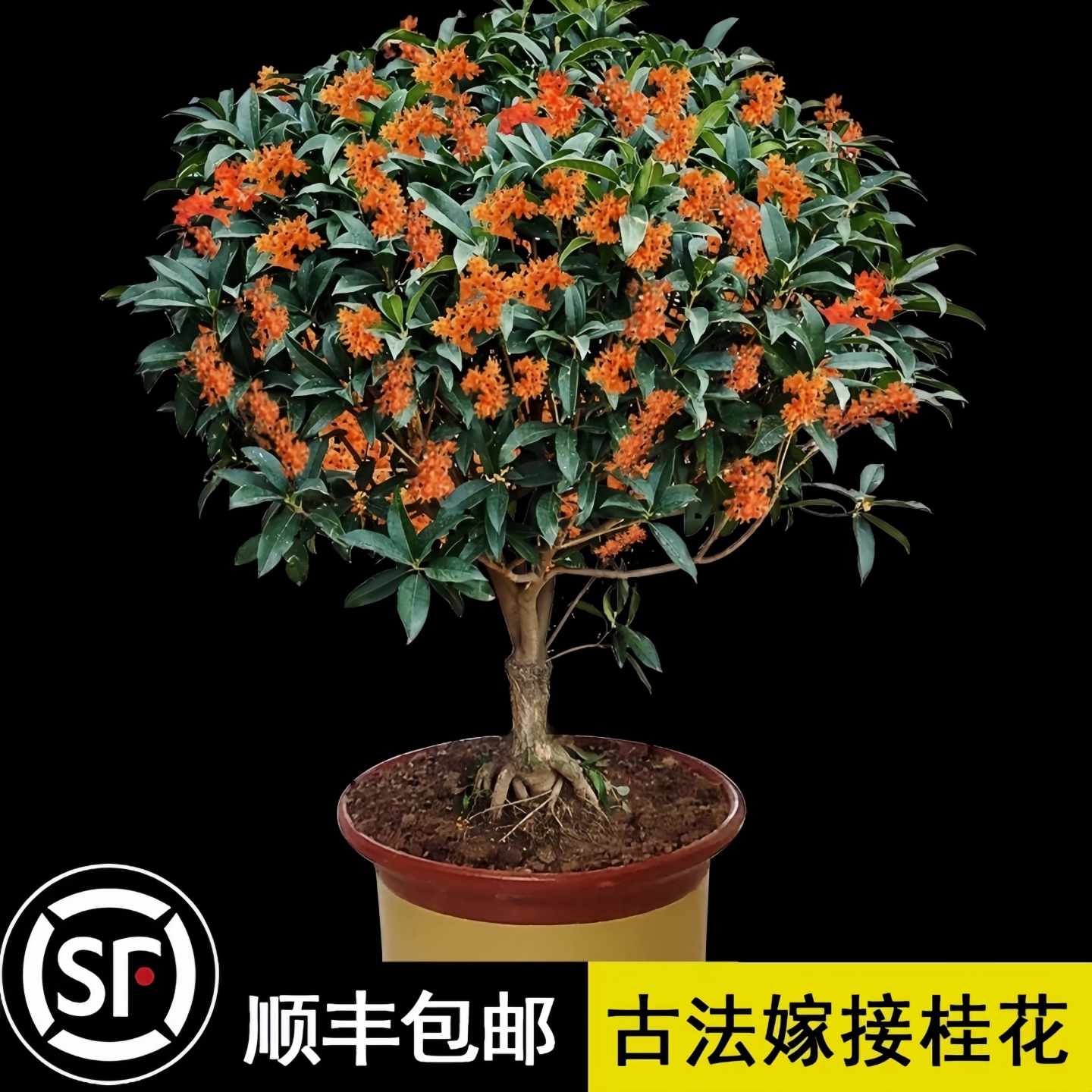 桂花树苗盆栽室内室外绿植阳台