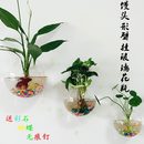 饰 悬挂玻璃壁挂花瓶 居家装 透明玻璃水培 婚庆饰品 创意馒头花瓶