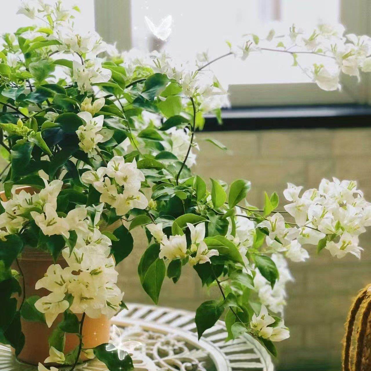 3【白雪公主】三角梅盆栽室内阳台庭院好养花卉四季开 花爬藤好养,鲜花速递/花卉仿真/绿植园艺,造型盆景,淘宝优惠券,粉丝福利购,淘宝优惠卷