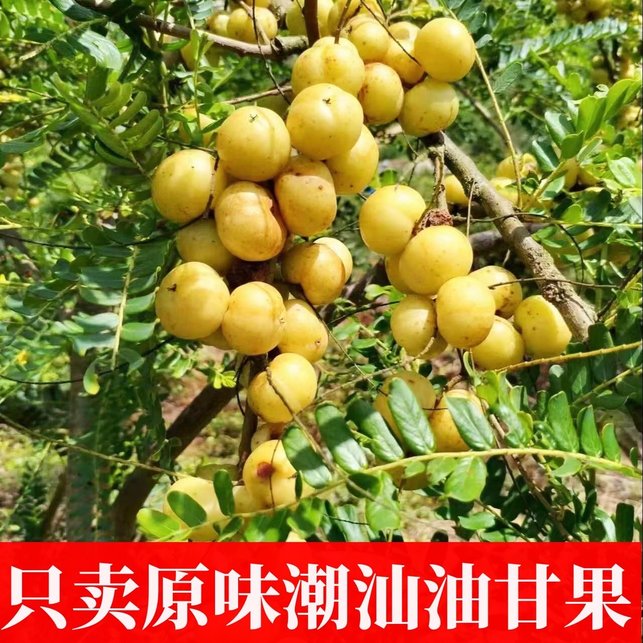 普宁崩坎新鲜甜油甘果