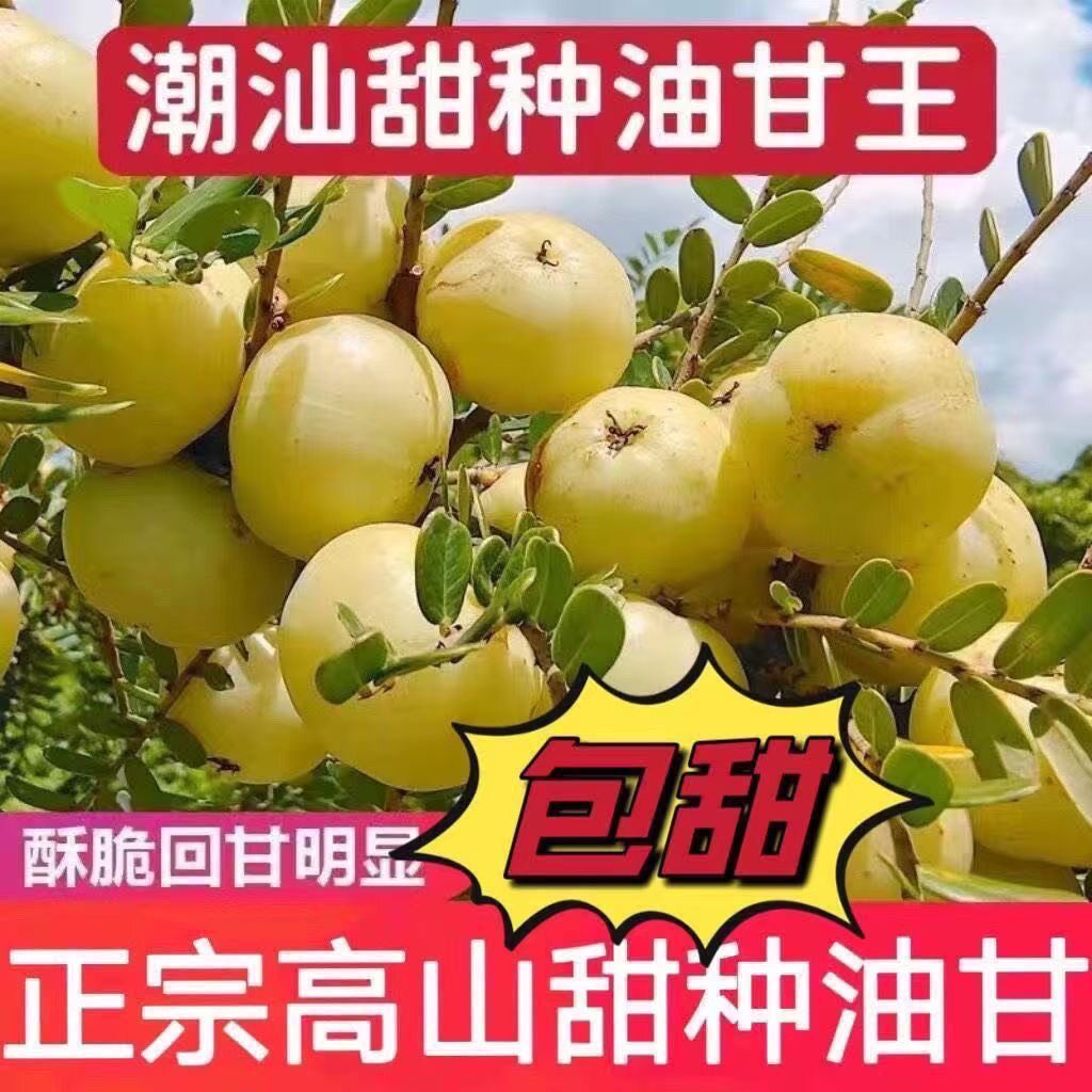 潮汕普宁崩坎甜油甘新鲜油甘果牛甘果余甘果滇橄榄甜种柿饼甜油柑
