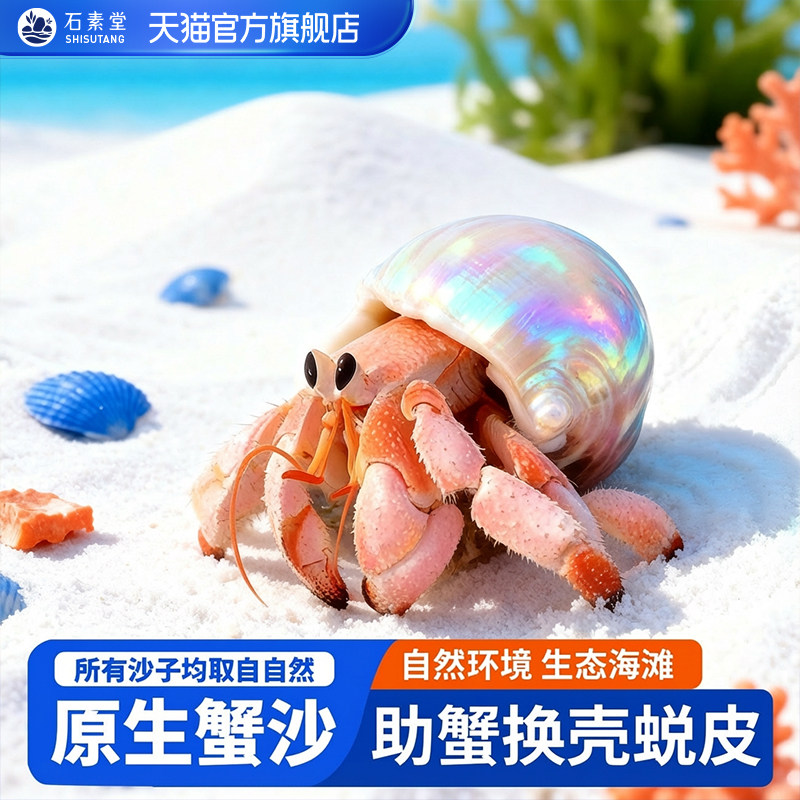 寄居蟹专用沙白沙天然造景图片