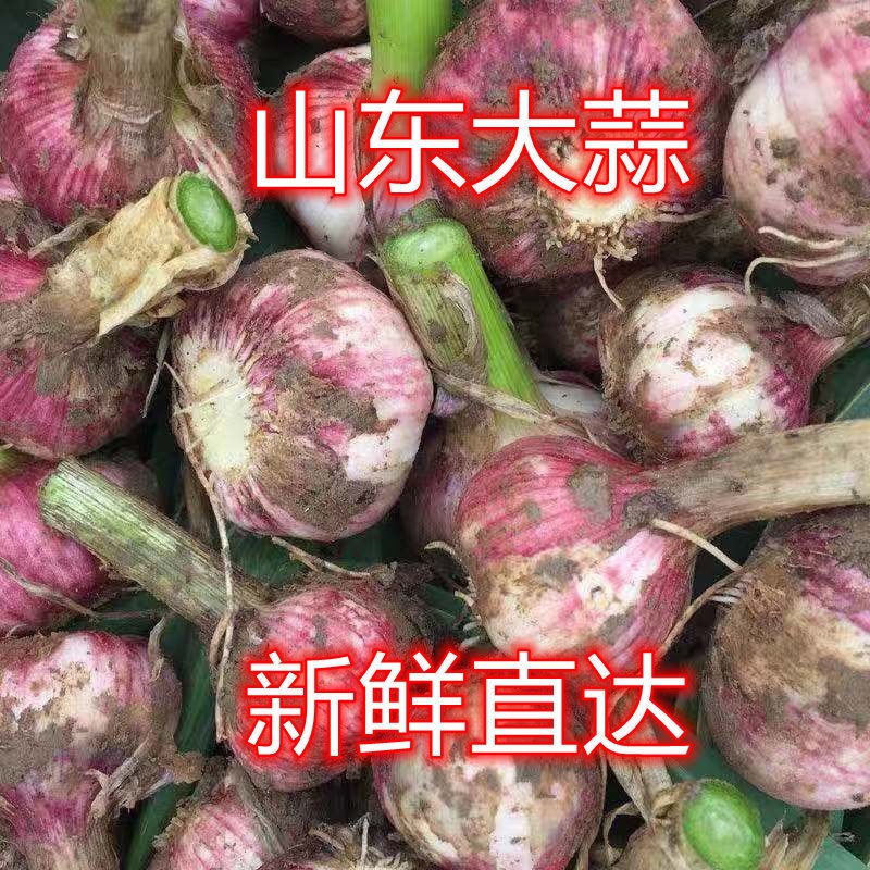 鲜蒜山东新鲜大蒜腌制糖蒜用蒜头农家直发饱满新鲜当季新蒜紫皮