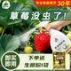 护花神免稀释直喷草莓杀虫剂除虫专用打虫药苗驱虫蚜虫病虫介壳虫