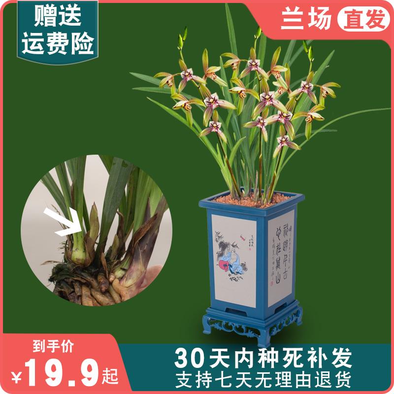 【带盆栽好】建兰小桃红兰花苗盆栽浓香带花苞客厅办公室内绿植卉