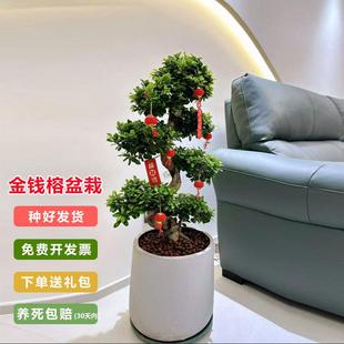 常青好养 金钱榕树盆栽客厅办公室招财绿植摇钱树乔迁送礼植物四季