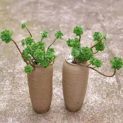 老桩多头薄化妆悬崖垂吊造型多肉植物绿植盆栽室内阳台办公室好养