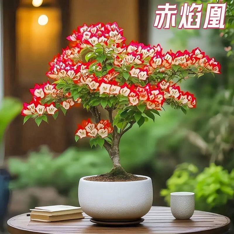 三角梅新品老桩多色盆栽庭院阳台花卉耐热好养四季绿植多花勤花