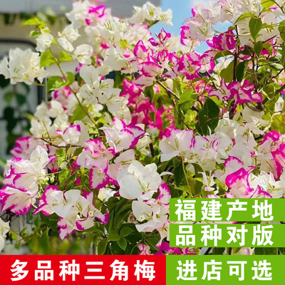 三角梅盆栽花卉重瓣四季开花