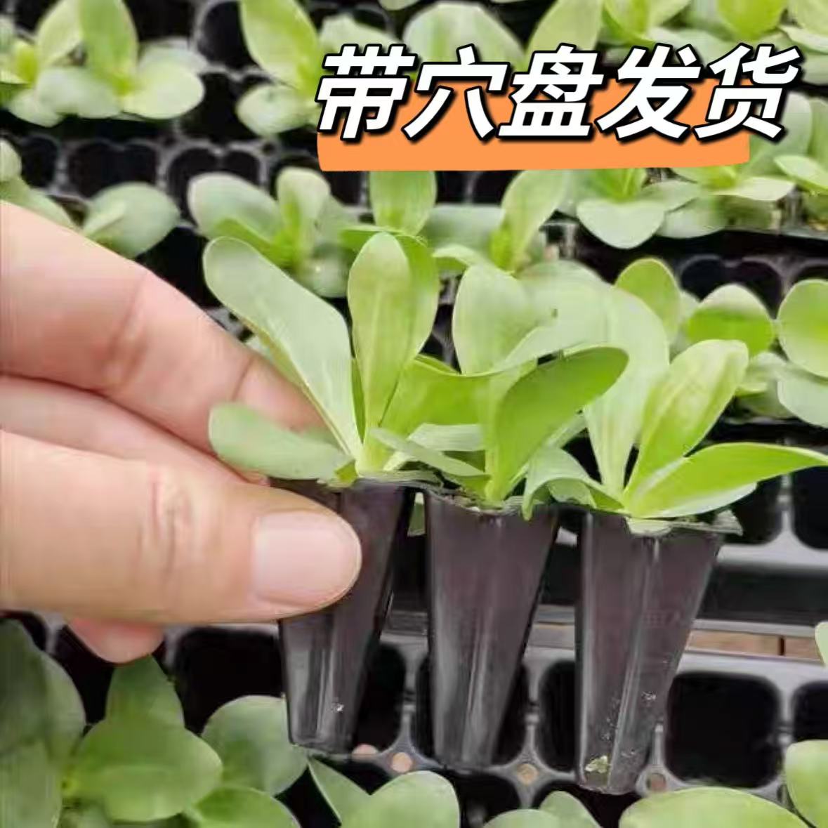 重瓣洋桔梗花苗高杆大花四季开花阳台庭院鲜花小苗耐寒耐热易成活