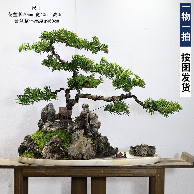 迎客松盆景真树名贵罗汉松定型大树造型老桩阳台庭院植物室内绿植