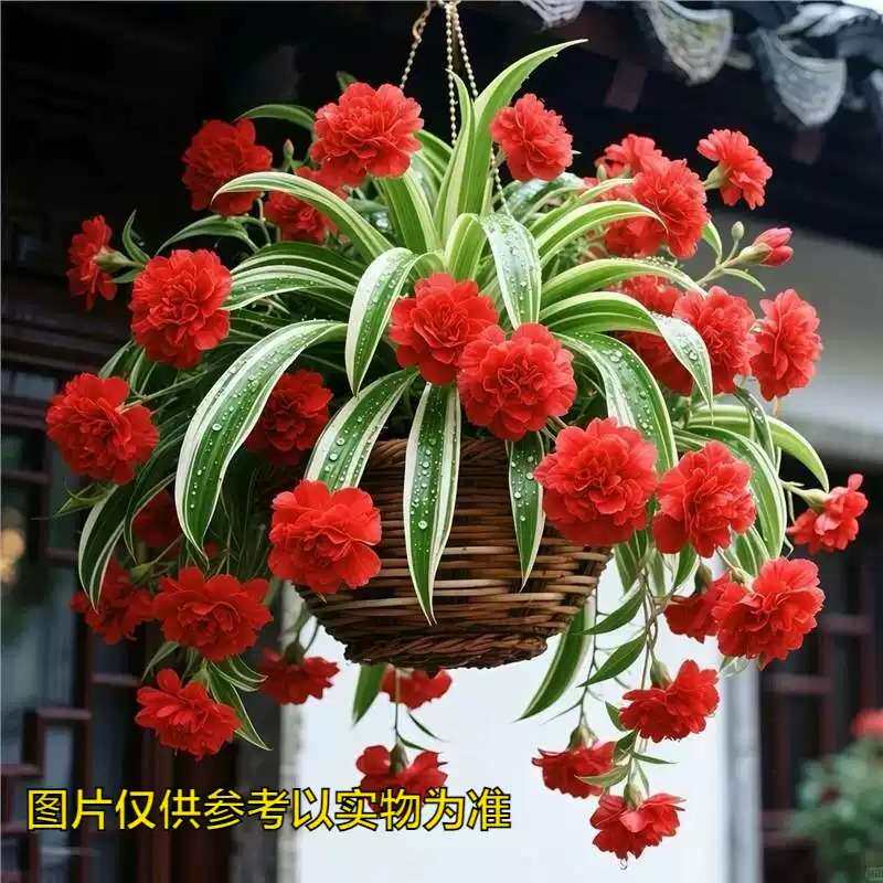 【吊兰四季开花】金心金边大花
