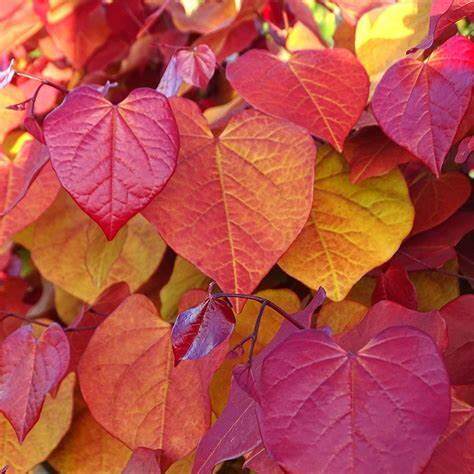 【嘉瑞】 彩叶小乔木 进口紫荆 永恒之火 甜心 角落猫