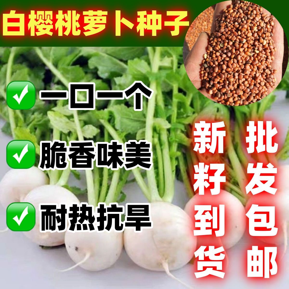 白樱桃萝卜种籽子散装论