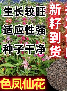 红色凤仙花种子七彩小凤仙多色可染指甲花种子四季庭院盆栽花种籽