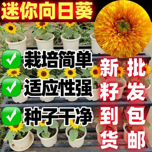迷你日葵种子套餐四季播