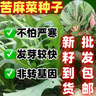 野生曲麻菜曲苦菜芽菜种子东北野菜四季一年种植多年收获