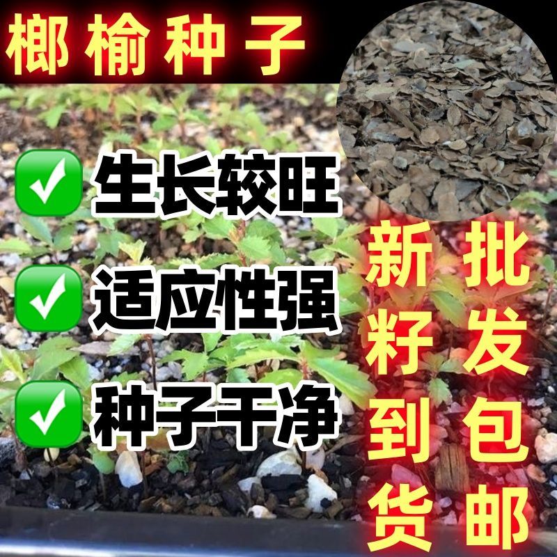 榔榆种子盆景素材树苗附