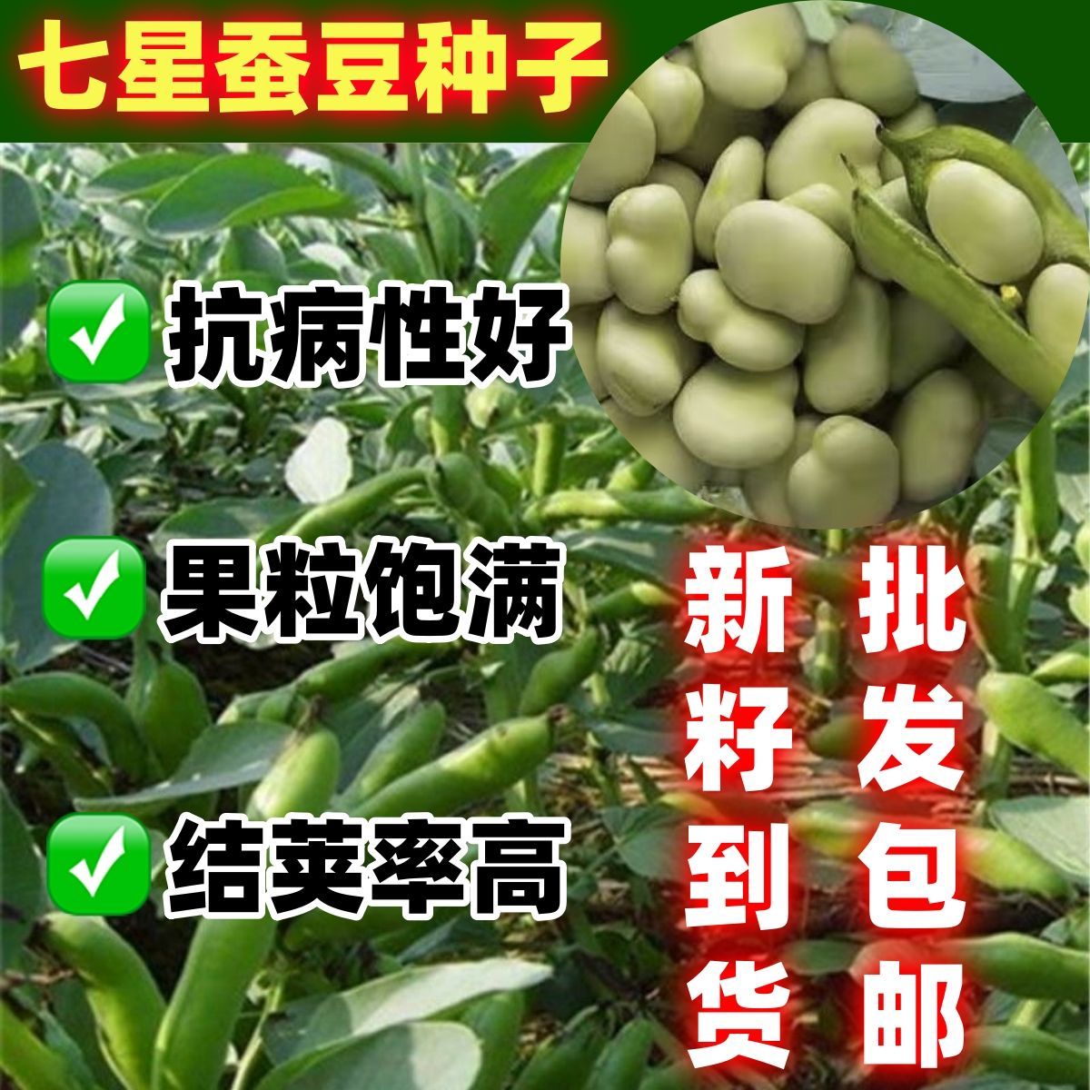 蚕豆种子七星简单易种罗
