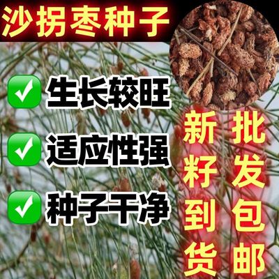 沙拐枣种子耐寒固沙先锋