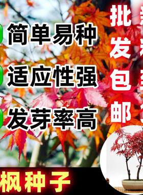 红枫种子秋火焰庭院家