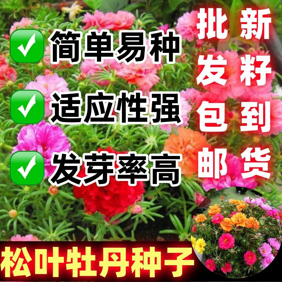 松叶牡丹花种子花色齐全易种活阳台室内庭院赏花四季可播