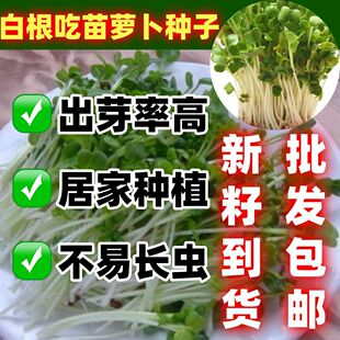 四季速生七天可吃萝卜苗萝卜菜种子阳台庭院水培菜蔬苗萝卜菜种籽