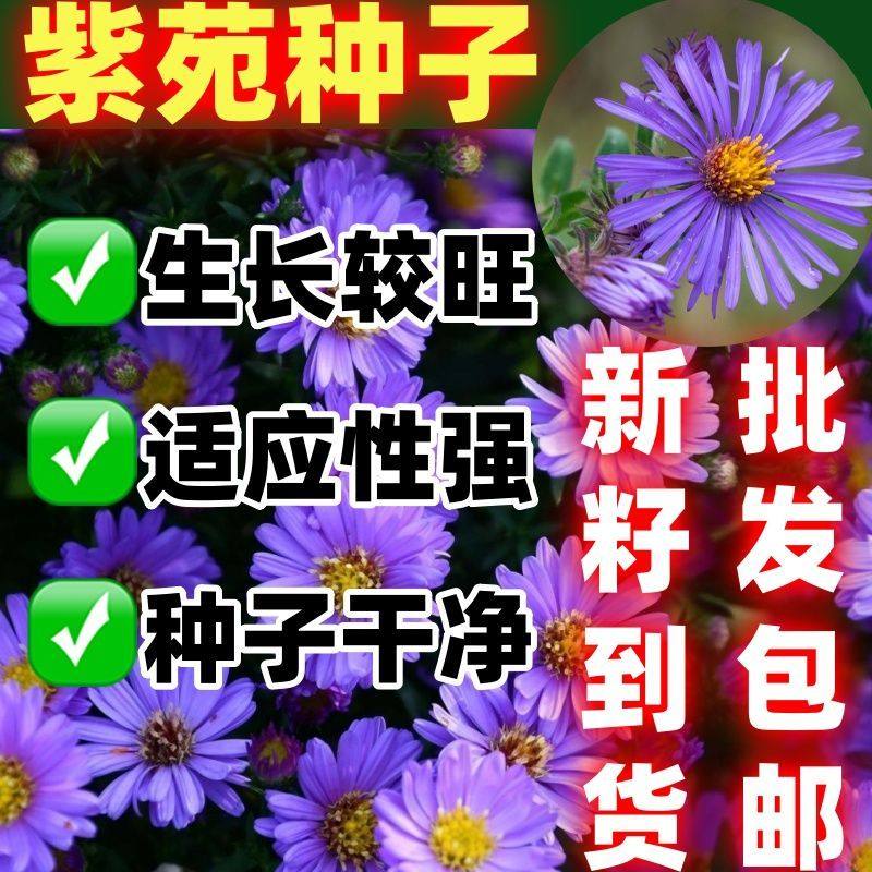 紫苑种子好种庭院花海矮型非姬小菊多年生耐寒花种籽柳叶菊紫菀花