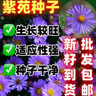 紫苑种子好种庭院花海矮型非姬小菊多年生耐寒花种籽柳叶菊紫菀花