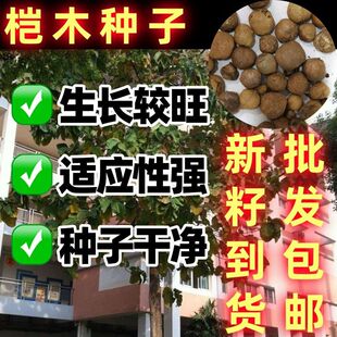 桤木种子水青风桤高水冬瓜树水冬瓜树果绿果黑果散装包邮