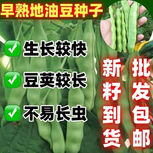 早熟地油豆种子简单易种好吃好种早熟易种农家阳台盆栽耐热抗旱