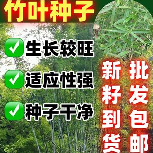 淡竹叶野生淡竹叶种子淡竹叶种子包邮清热解暑草新采草药种子