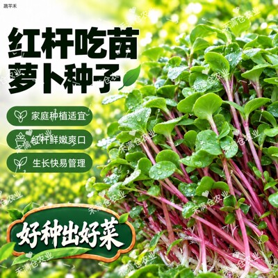 新种红杆吃苗萝卜种子新